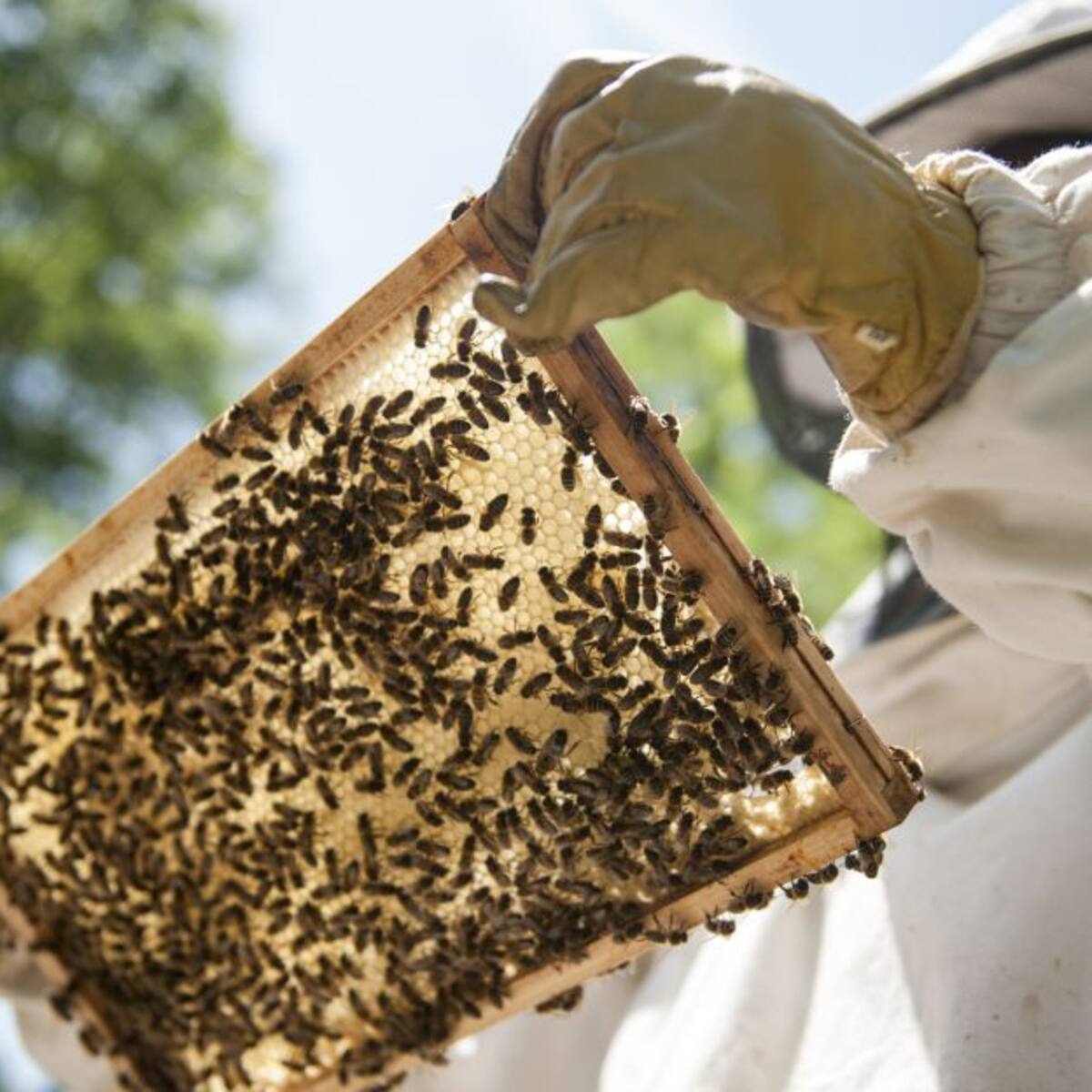 Acciones para proteger las abejas piden apicultores de Cesar