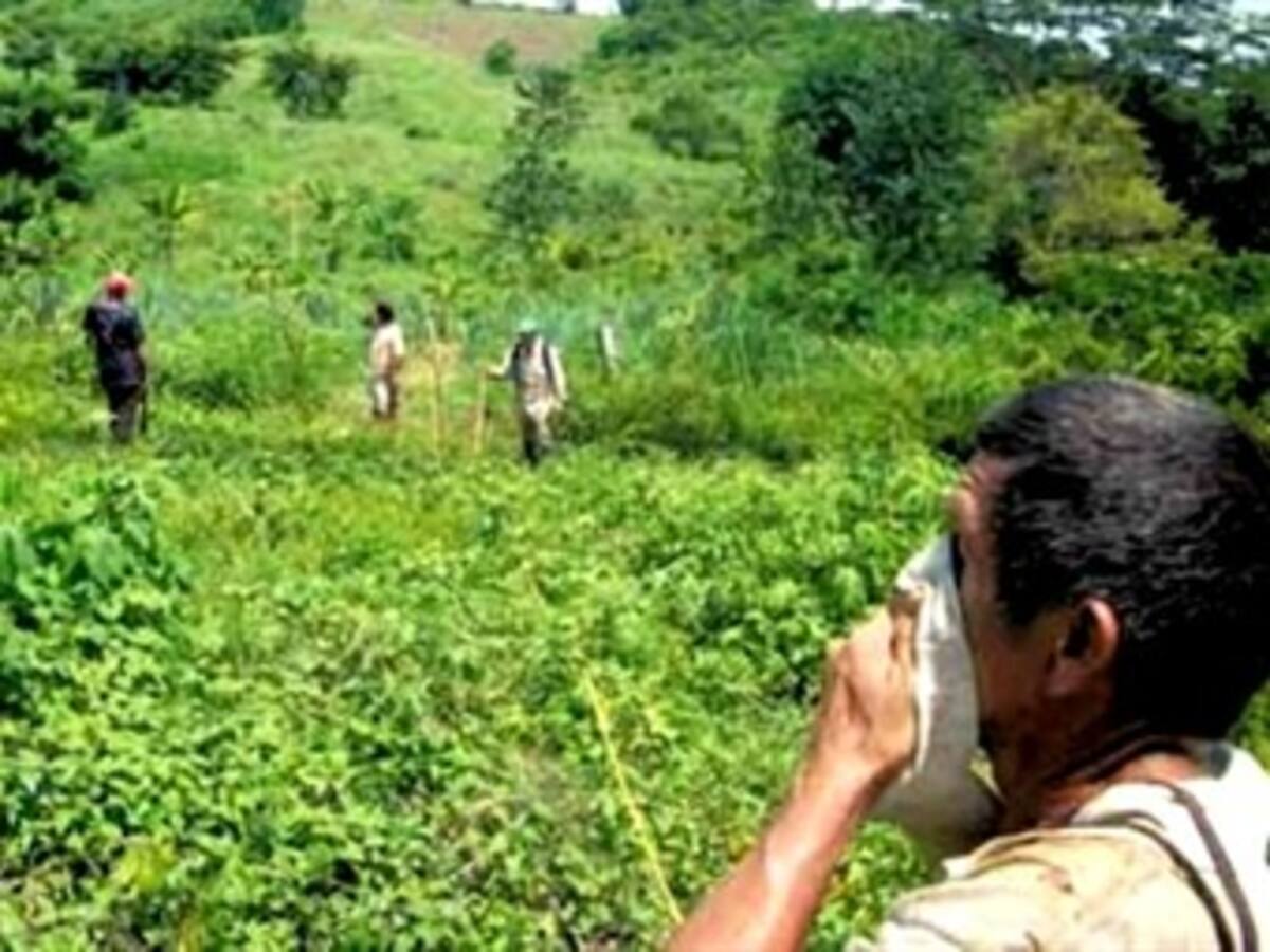 Farc habrían robado 150 mil hectáreas en el sur del país