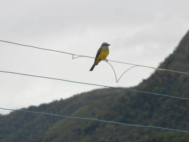 Colombia gana competencia mundial de avistamiento de aves