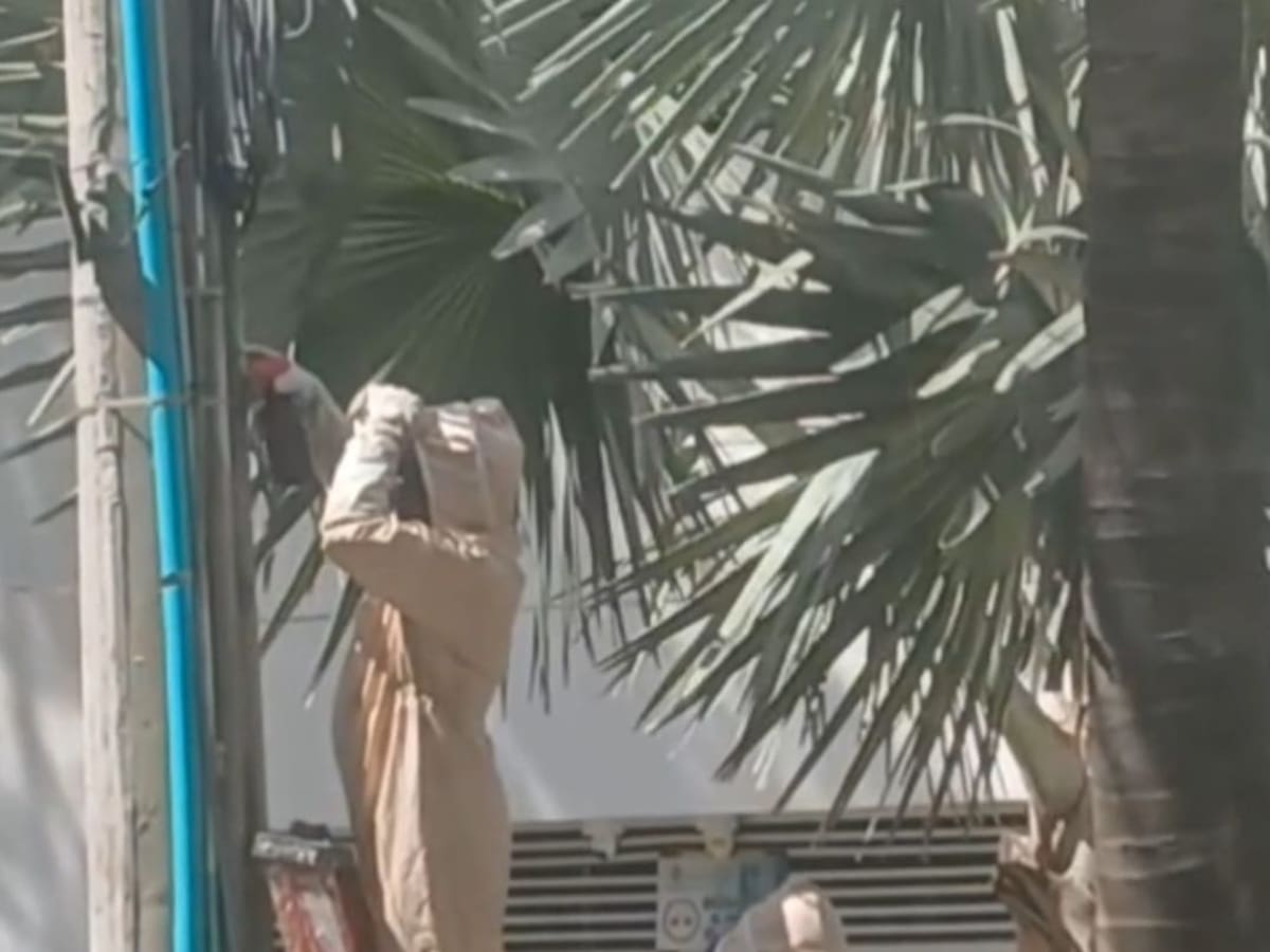 Guardia Ambiental controla emergencia por enjambre de abejas africanizadas en el barrio Bocagrande