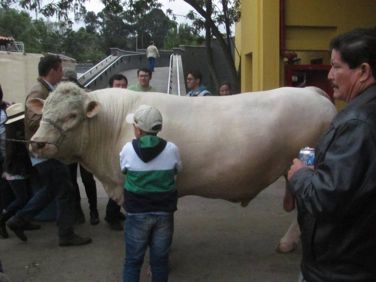 Título de la imagen