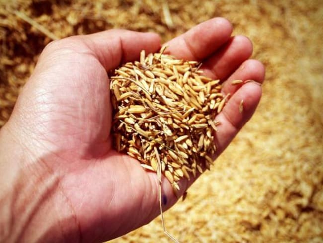 Gobierno pone en marcha incentivo para almacenamiento de arroz en el país