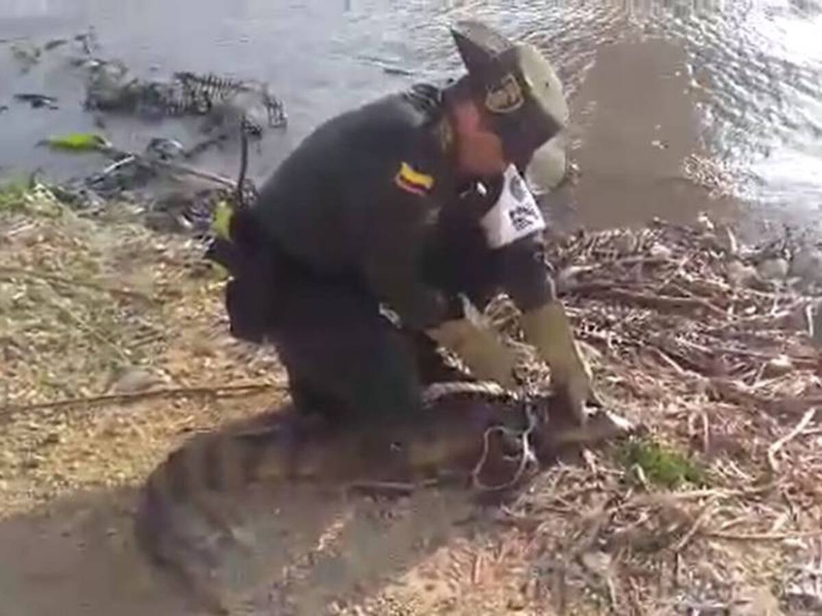 Rescatada en Cartagena una Babilla que sería destinada al comercio ilegal