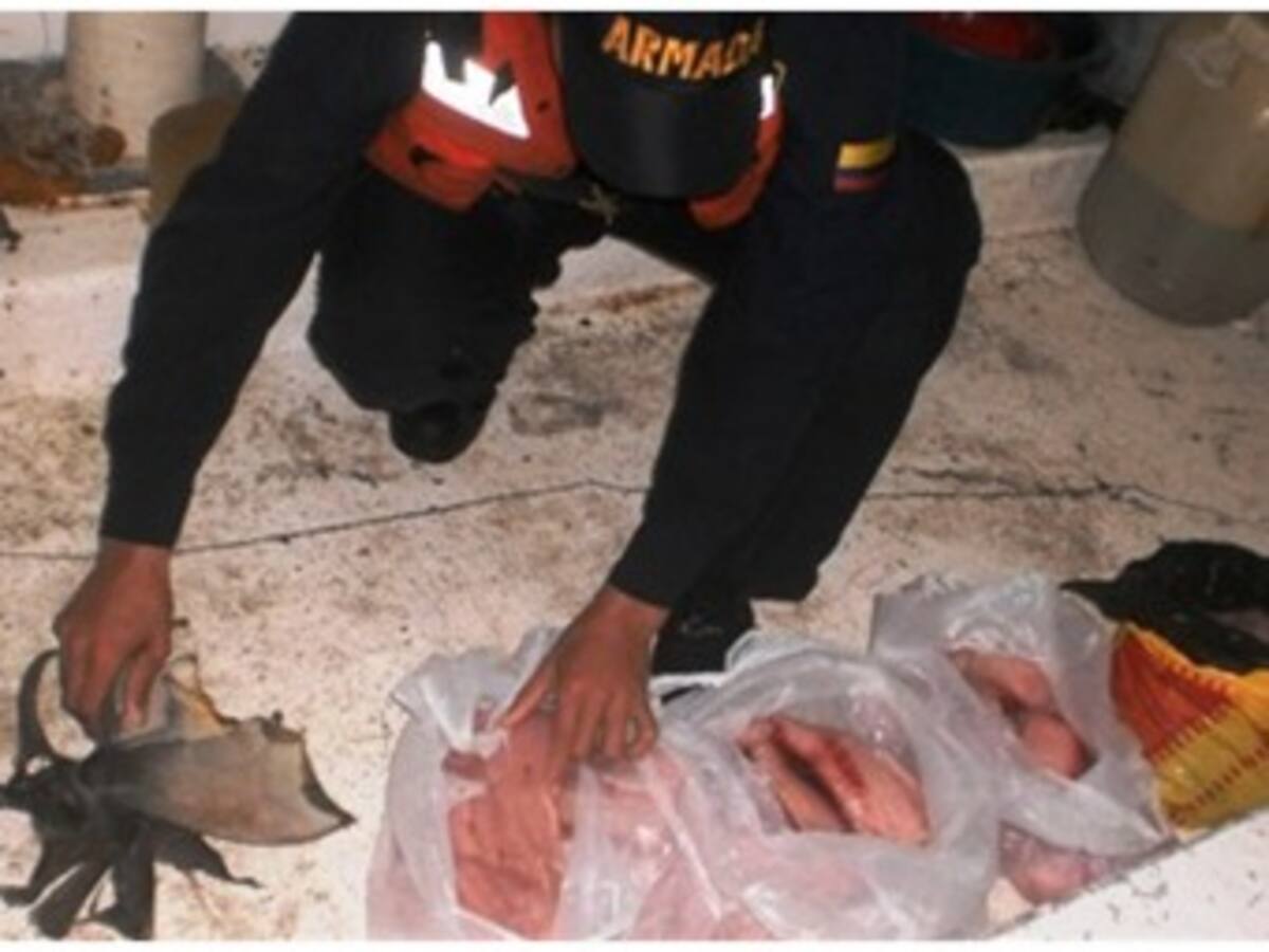 Incautan carne y aletas de tiburón provenientes de pesca ilegal en aguas colombianas