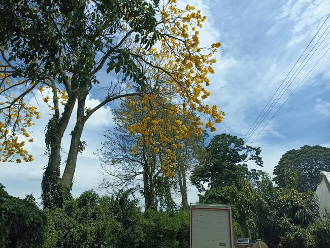 Hermoso guayacán florecido en la vía Circasia - Montenegro en Quindío