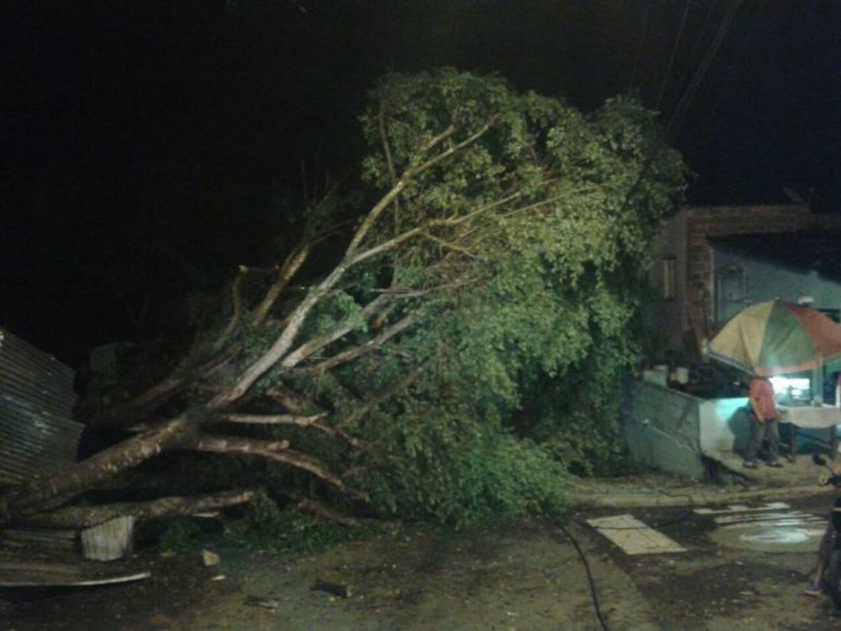 Otro árbol caído estuvo a punto de causar tragedia en San Cristóbal