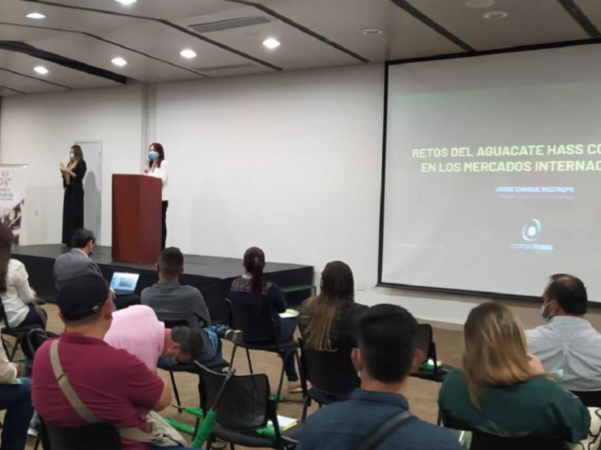 Aguacate Hass, cuarto producto en exportación en Colombia: Corpohass