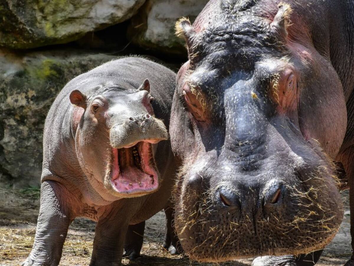 Escuche el programa Mascotas Caracol 02 de abril