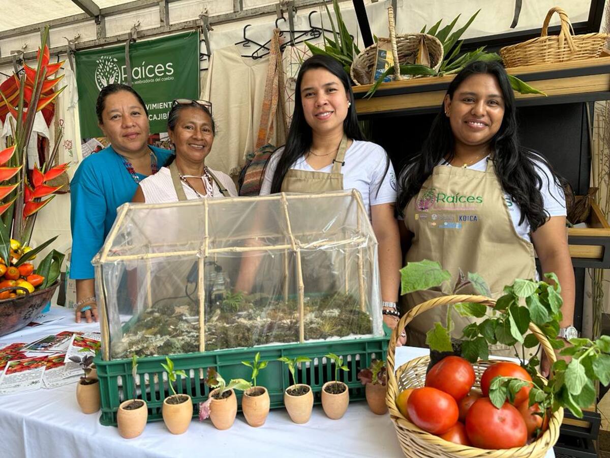 En Cauca un grupo de mujeres comercializa tomate agroecológico