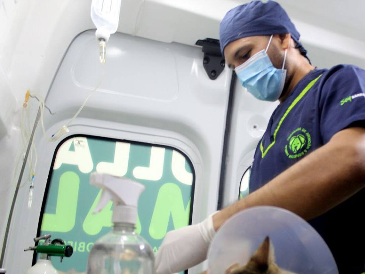 Vuelven las jornadas de esterilización gratuitas en Barranquilla