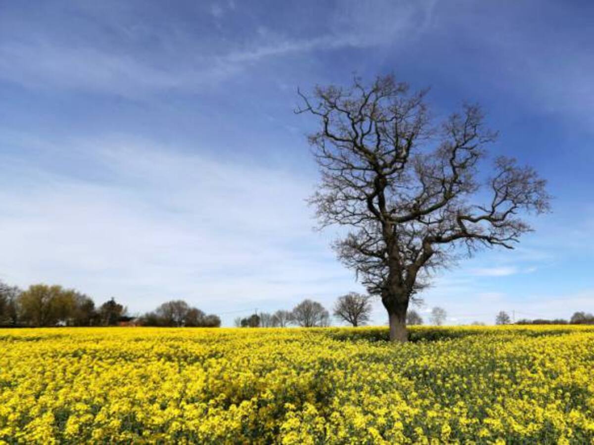 Día de la Tierra: por qué hay que proteger la ‘pequeña’ biodiversidad