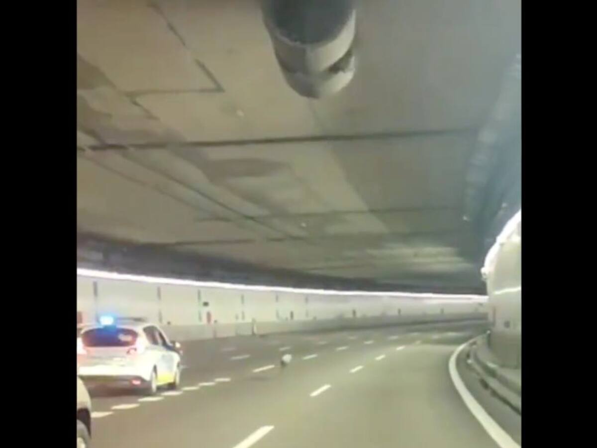 Policía escoltó a perrito por avenida para evitar que lo atropellaran