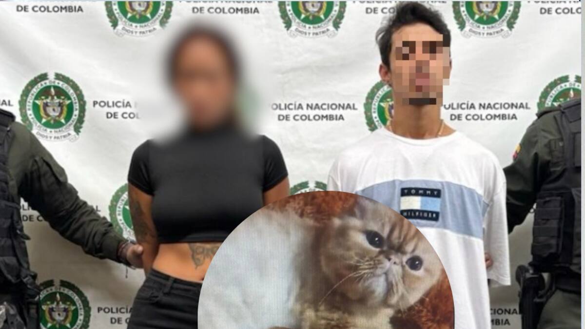 Medellín: acusan a una pareja de secuestrar un gato y exigirle $5 millones al dueño para regresarlo