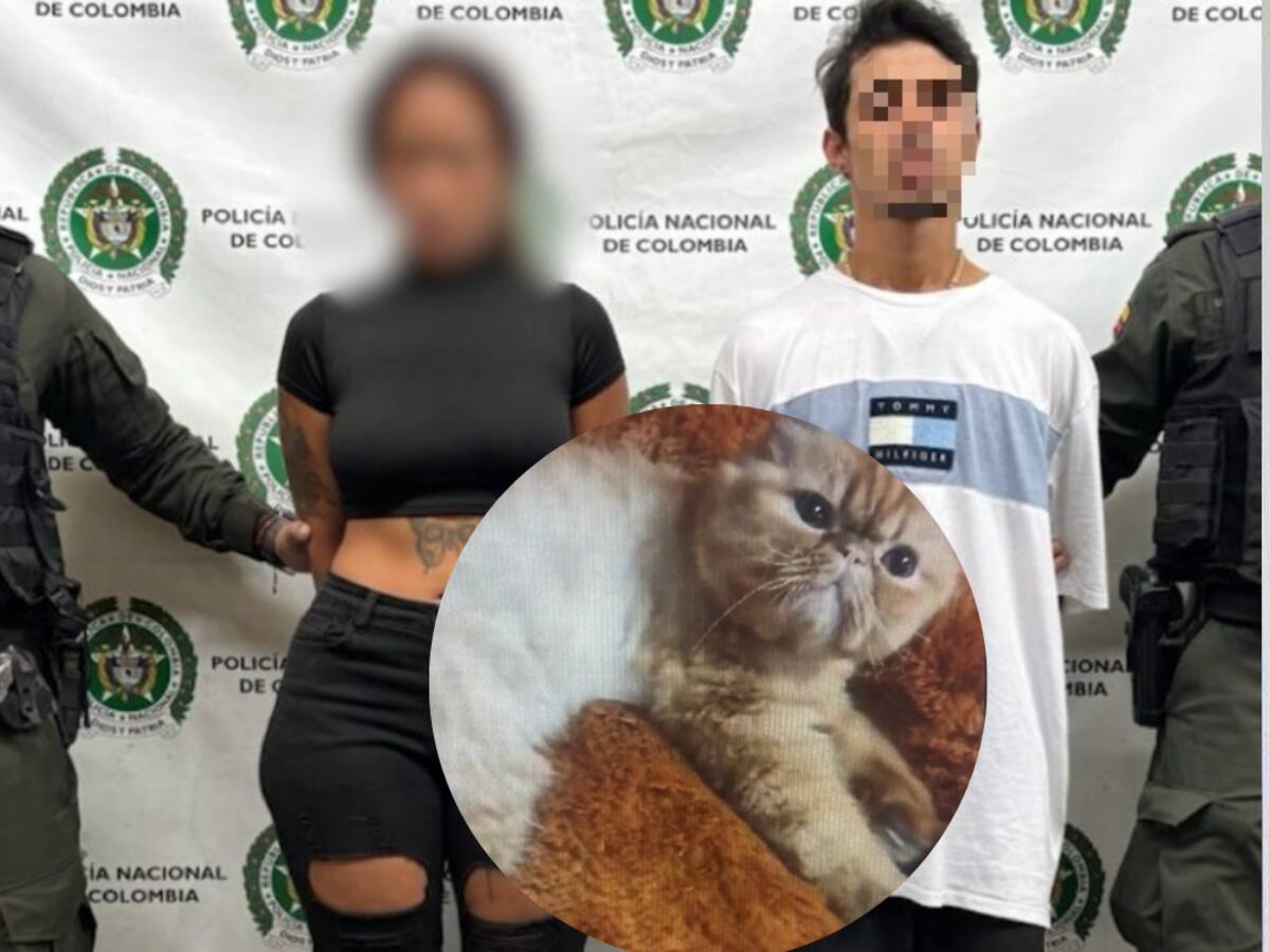 Medellín: acusan a una pareja de secuestrar un gato y exigirle $5 millones al dueño para regresarlo