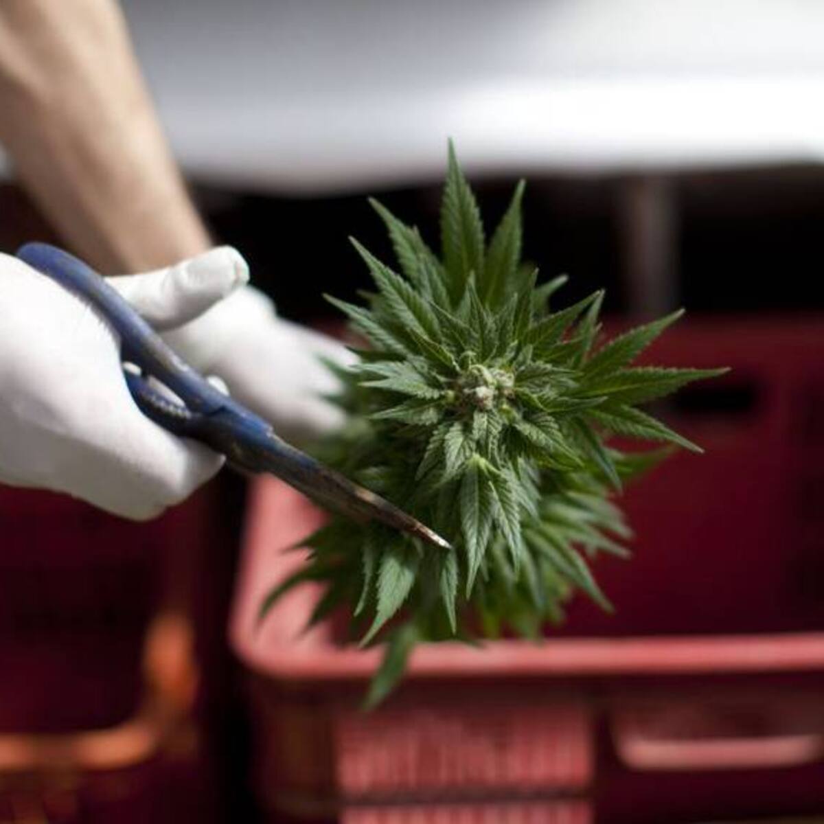 El Quindío abrirá el primer dispensario de venta legal de cannabis en flor del país