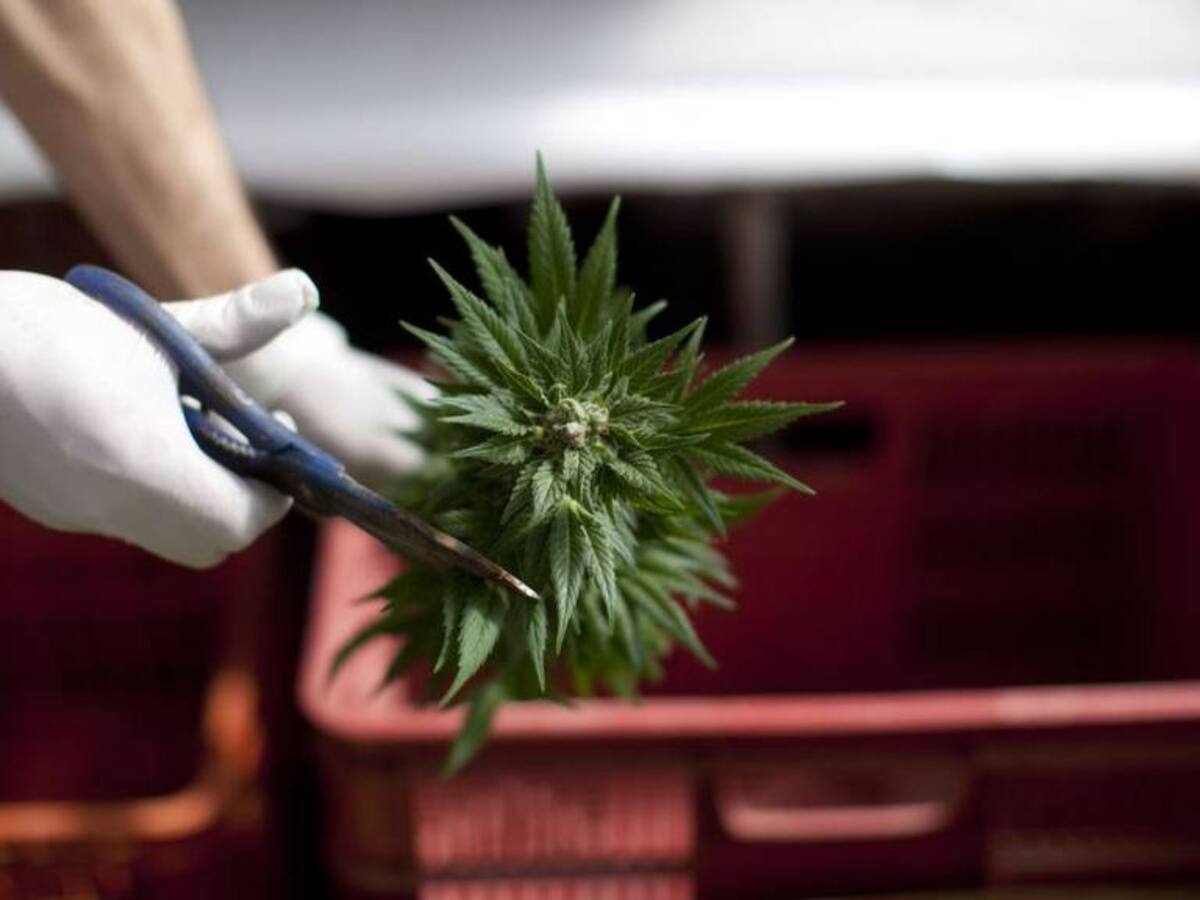 El Quindío abrirá el primer dispensario de venta legal de cannabis en flor del país