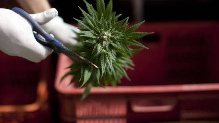 Secretario general del comité departamental de Cannabis, Ángel Diego Arcila