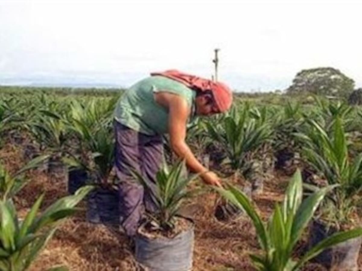 Sólo dos predios por vía jurídica han sido restituidos a campesinos en Santander