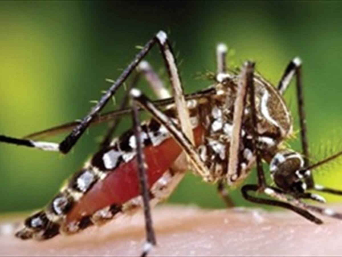 Dengue y Chikungunya son resistentes a insecticidas en 14 zonas del país