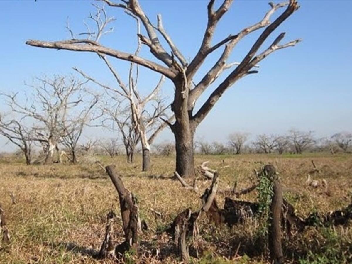El cambio climático puede acelerar pobreza en mundo: Banco Mundial