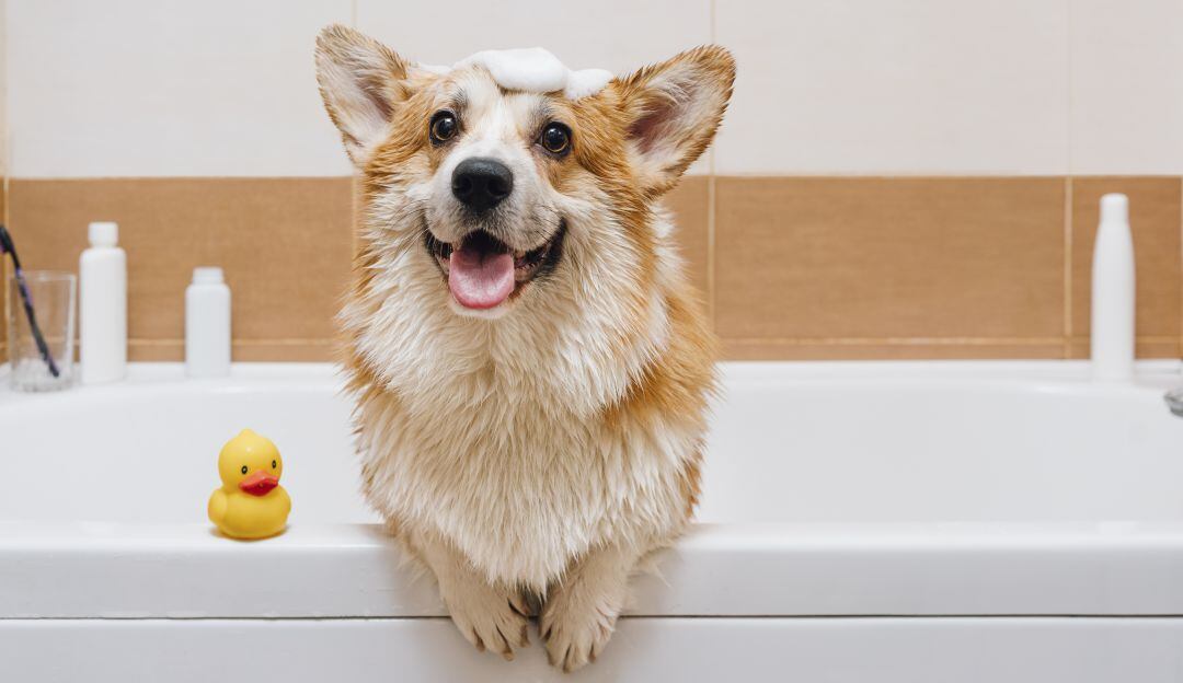 Avengers promueven la adopción de mascotas