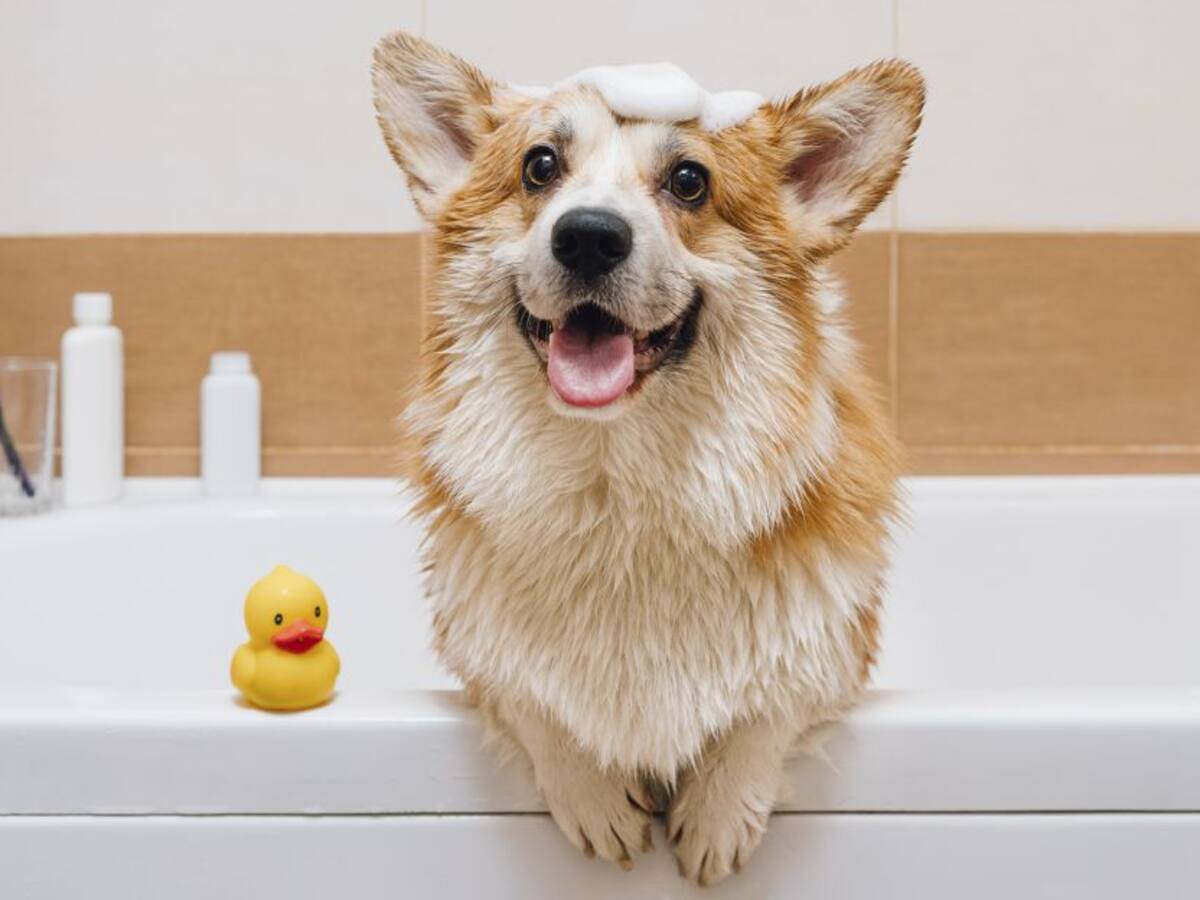 Avengers promueven la adopción de mascotas