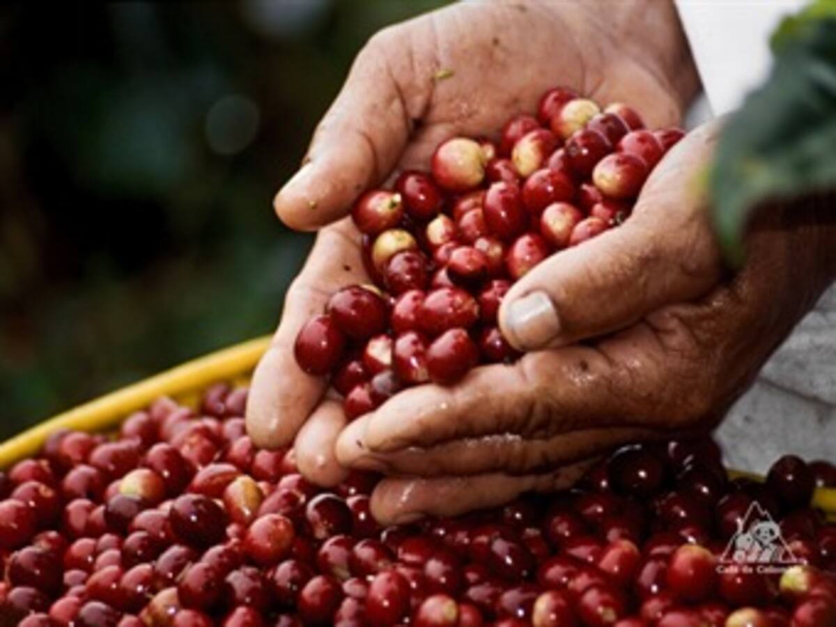 Producción de café en el 2013 sería superior a los 10 millones de sacos: Fedecafé