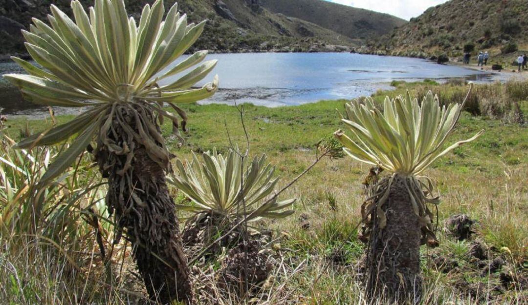 Aplauden negación de reforma de prohibir explotación en páramos