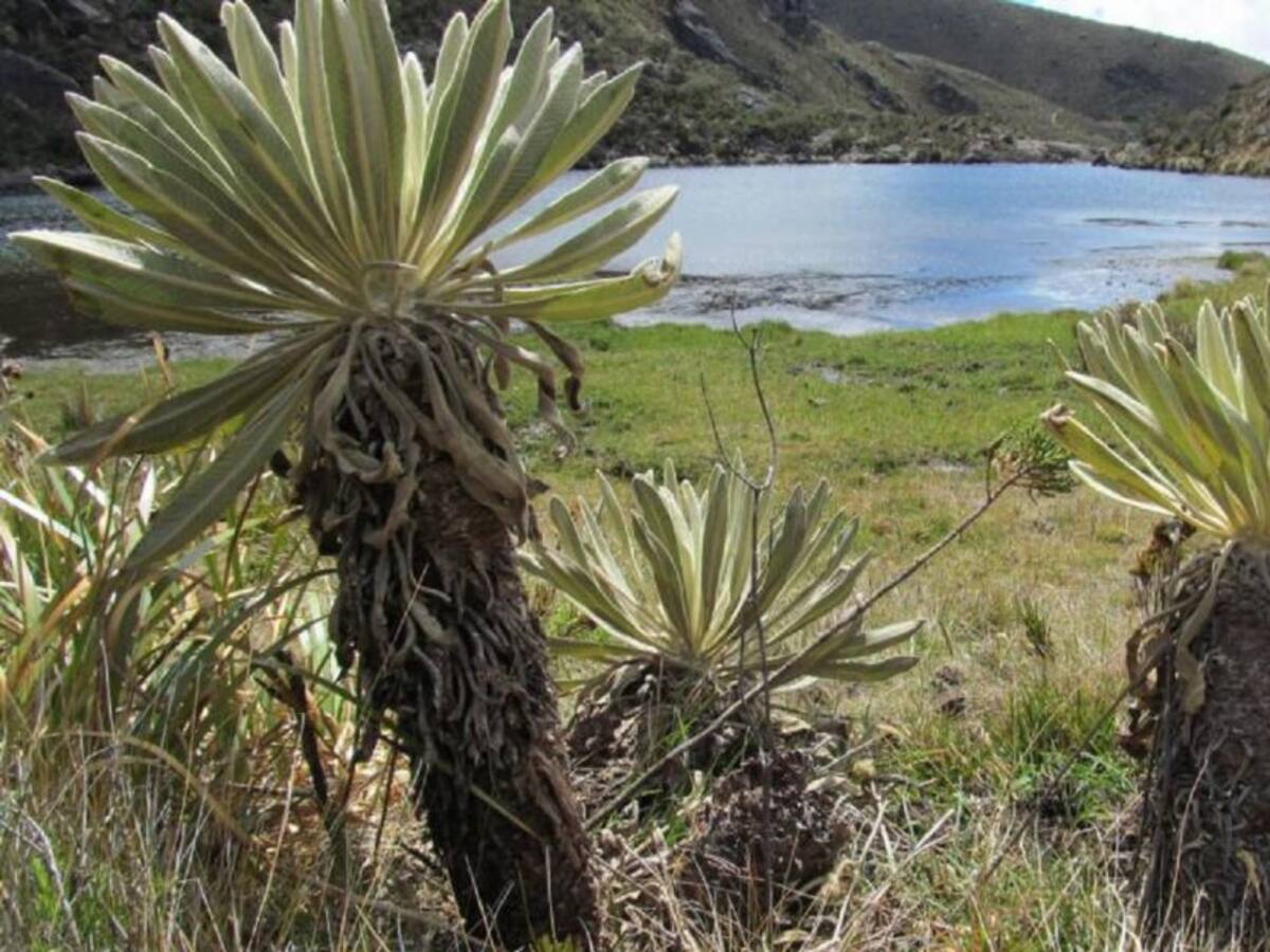 Aplauden negación de reforma de prohibir explotación en páramos