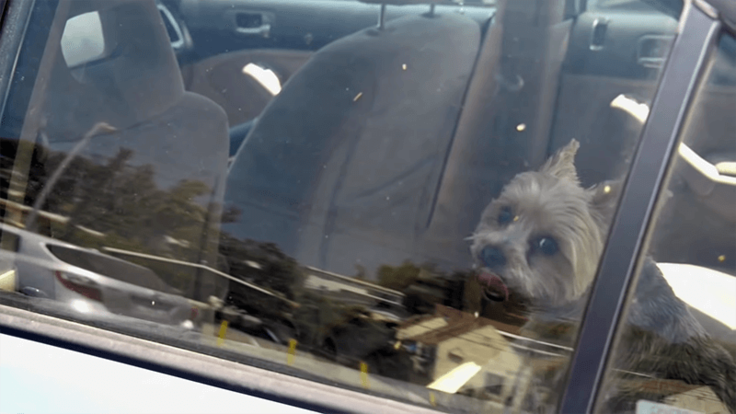 Informe animales altas temperaturas en Armenia