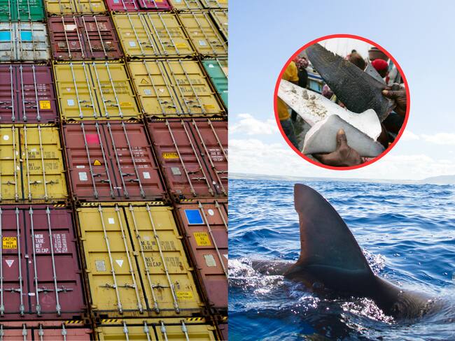Al lado izquierdo una carga de mercancía, al lado derecho un tiburón nadando en el mar y una imagen alusiva al contrabando de aletas de tiburón (Fotos vía Getty Images)