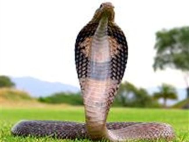 Las serpientes son mascotas en una aldea de Tailandia