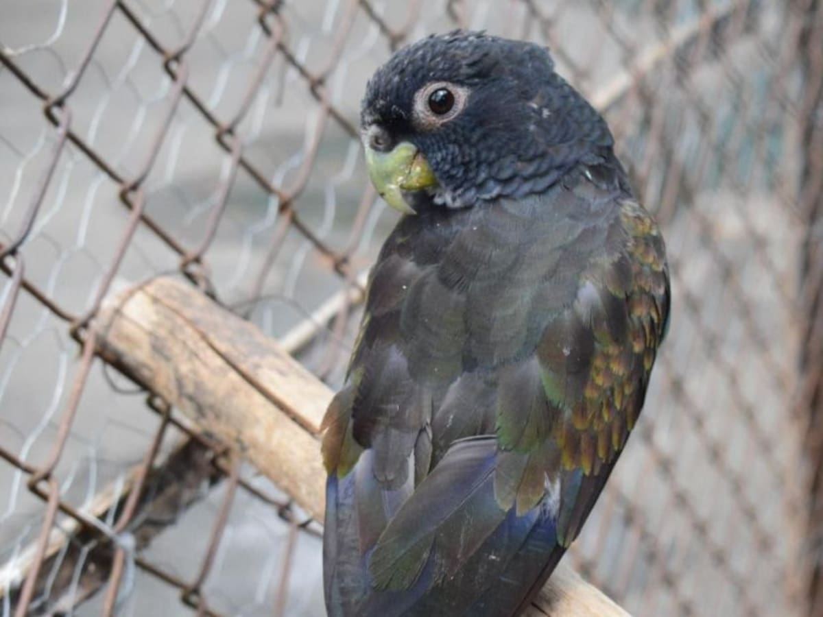 Liberan aves, tortugas y chuchas a su hábitat natural en el Quindío