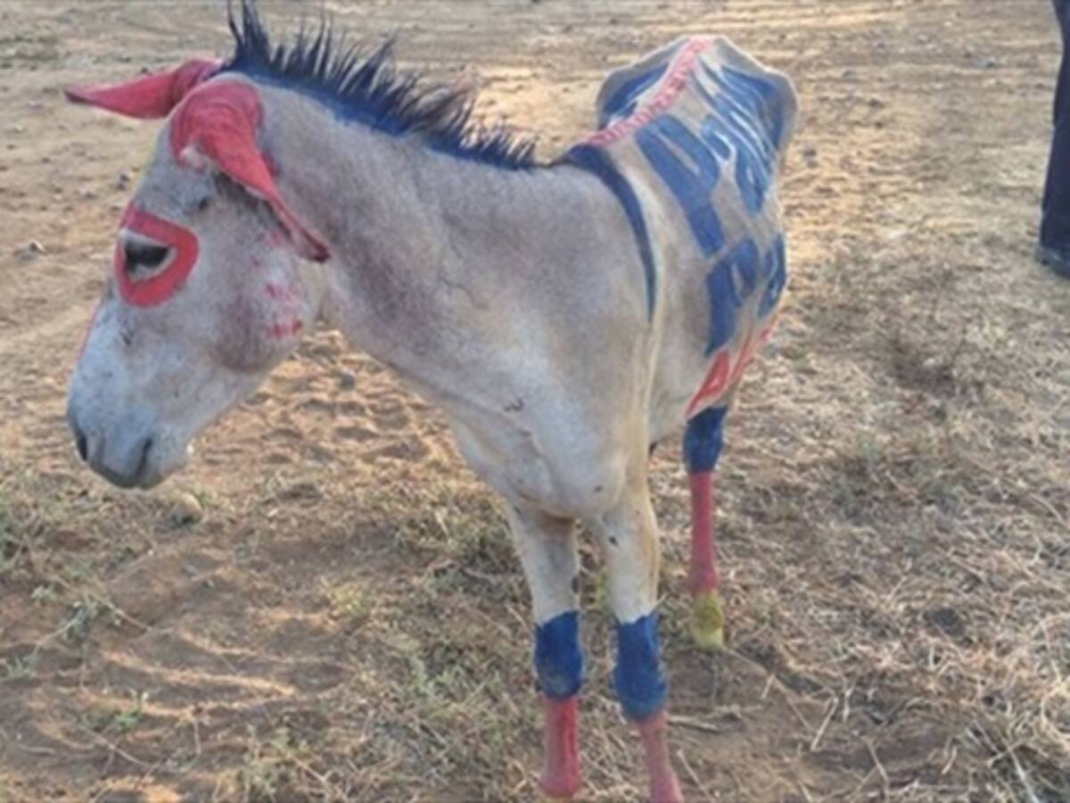 ​Un burro en Albania, La Guajira, es utilizado como valla política