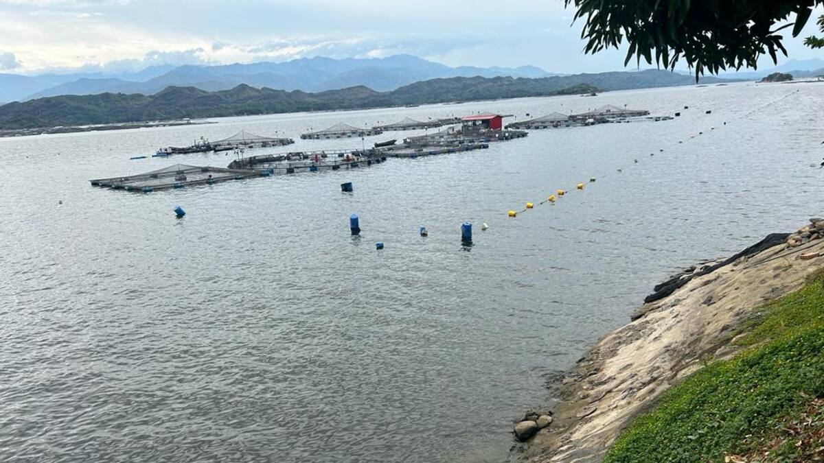 En el Huila bajos niveles de la represa de Betania afectara producción piscícola