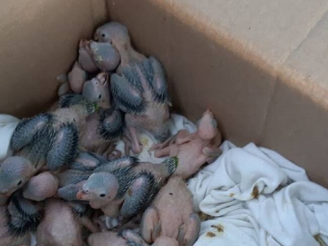 Traficantes de aves fueron capturados en Santander
