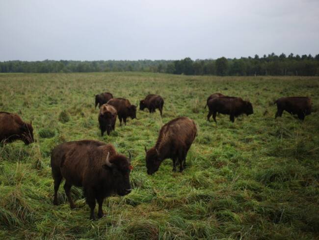 Consumo de carne de búfalo creció un 18.5% a corte de marzo: Minagricultura