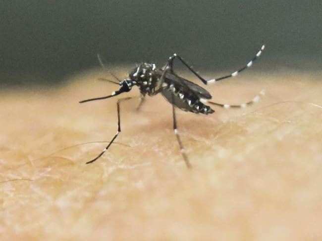 Detectan nuevos efectos del Zika en niños expuestos al virus