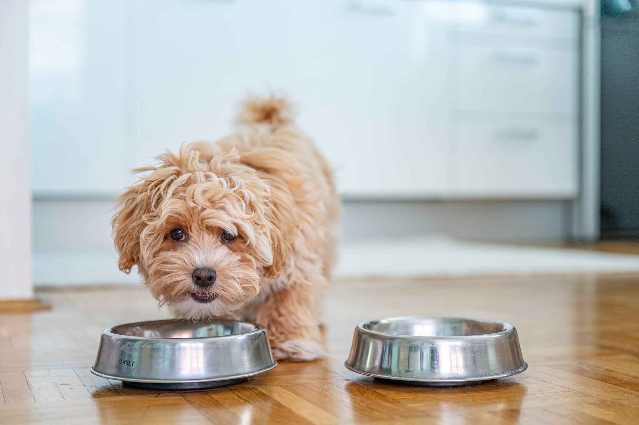 Cachorro inclinándose para comer en su plato (Foto vía Getty Images)
