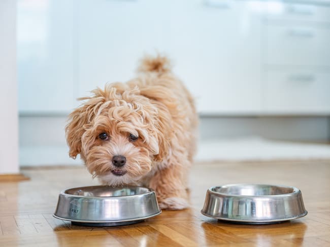 Cachorro inclinándose para comer en su plato (Foto vía Getty Images)