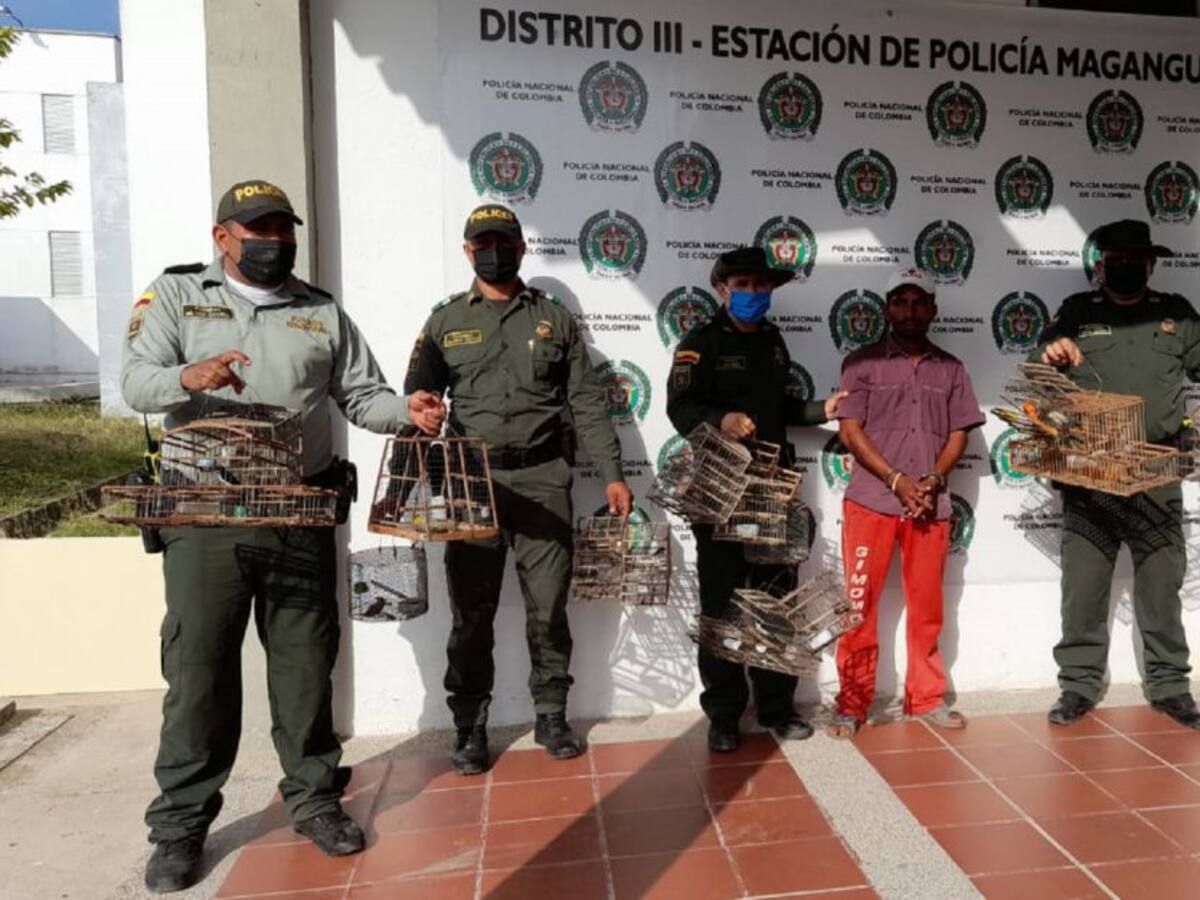 En Magangué hombre agrede a la esposa por no alimentar sus 21 pájaros