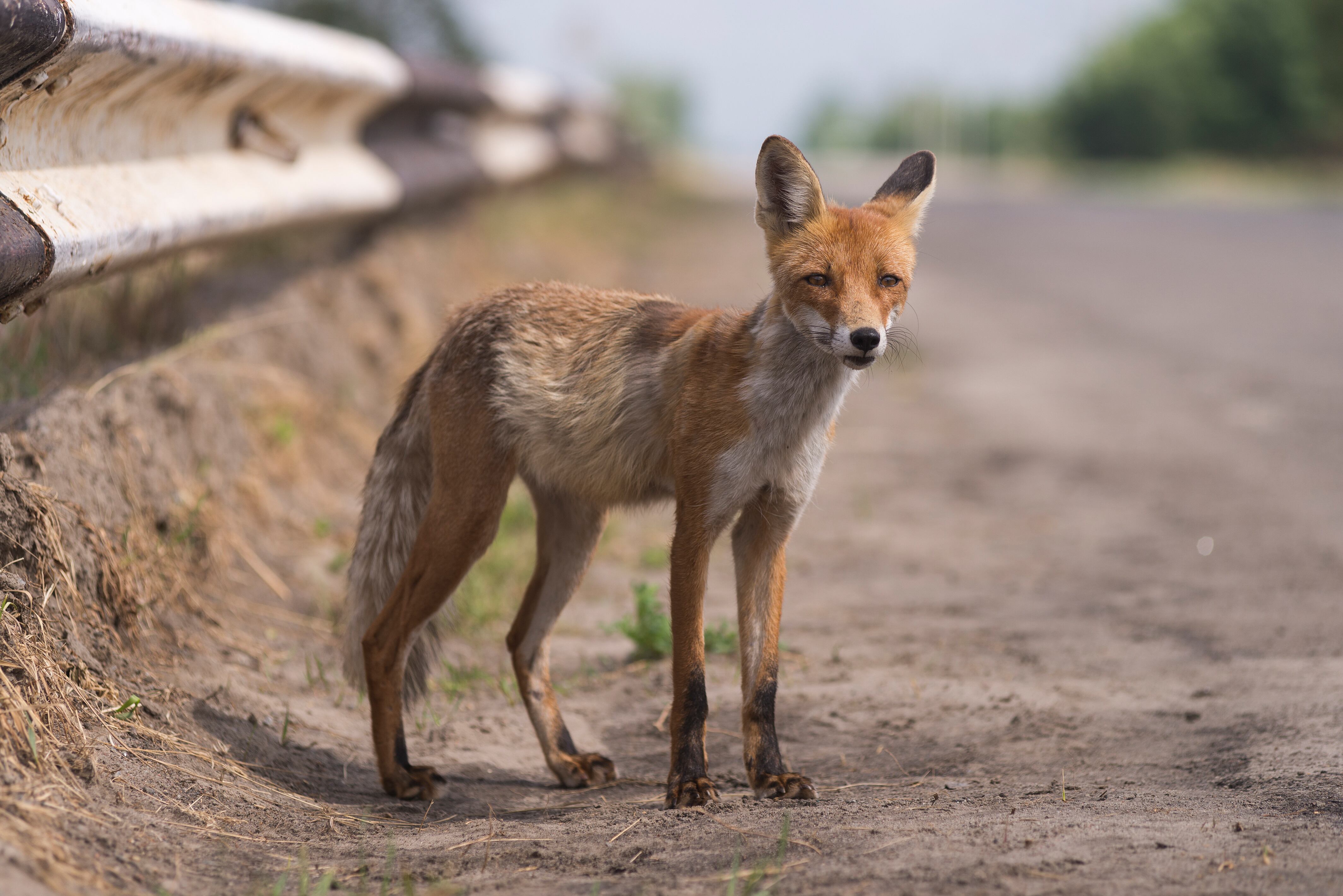 Zorro en la zona de exclusión de Chernóbil. Foto: Getty Images.