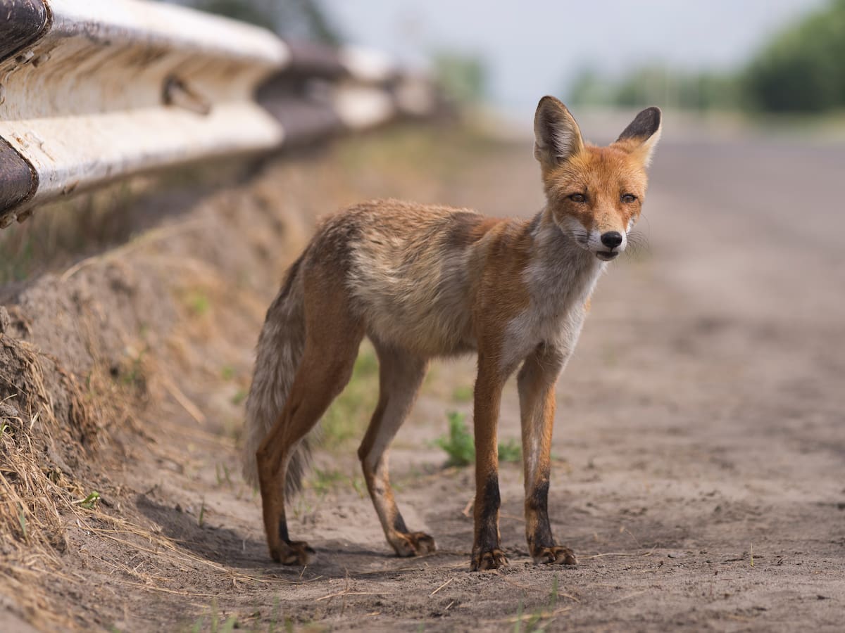 ¿Chernóbil se está convirtiendo en santuario animal? Estudio reveló impactante dato: ¿están mutando?