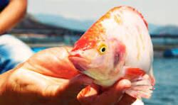 Baja caudal del embalse de la represa Betania.