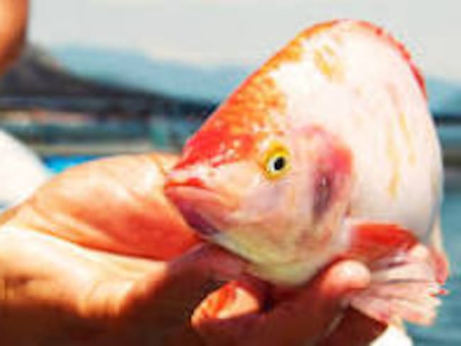 Baja caudal del embalse de la represa Betania.