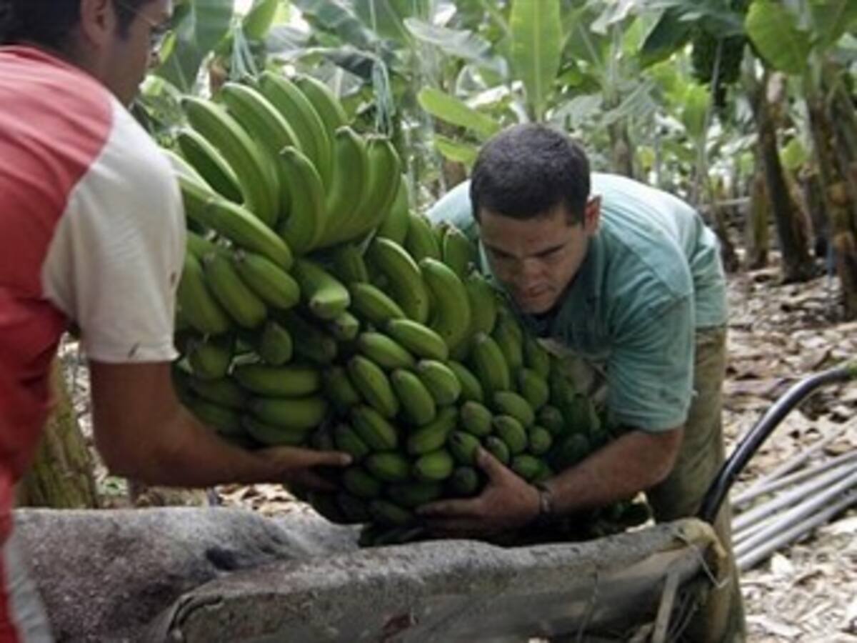 Colombia pasó del primer al tercer lugar en exportación de plátano en el mundo