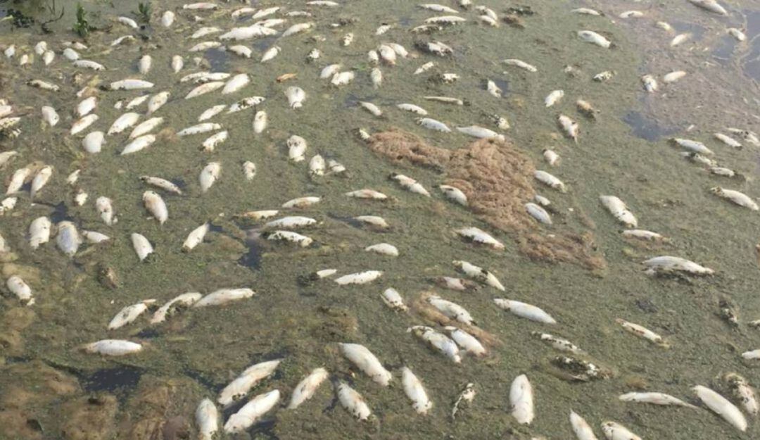 Fotografía de refrencia