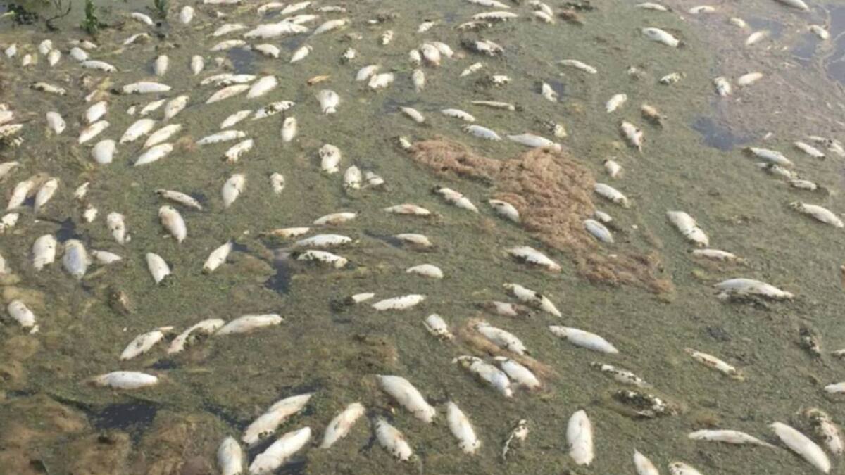Alerta por mortandad de peces en Luruaco, Atlántico