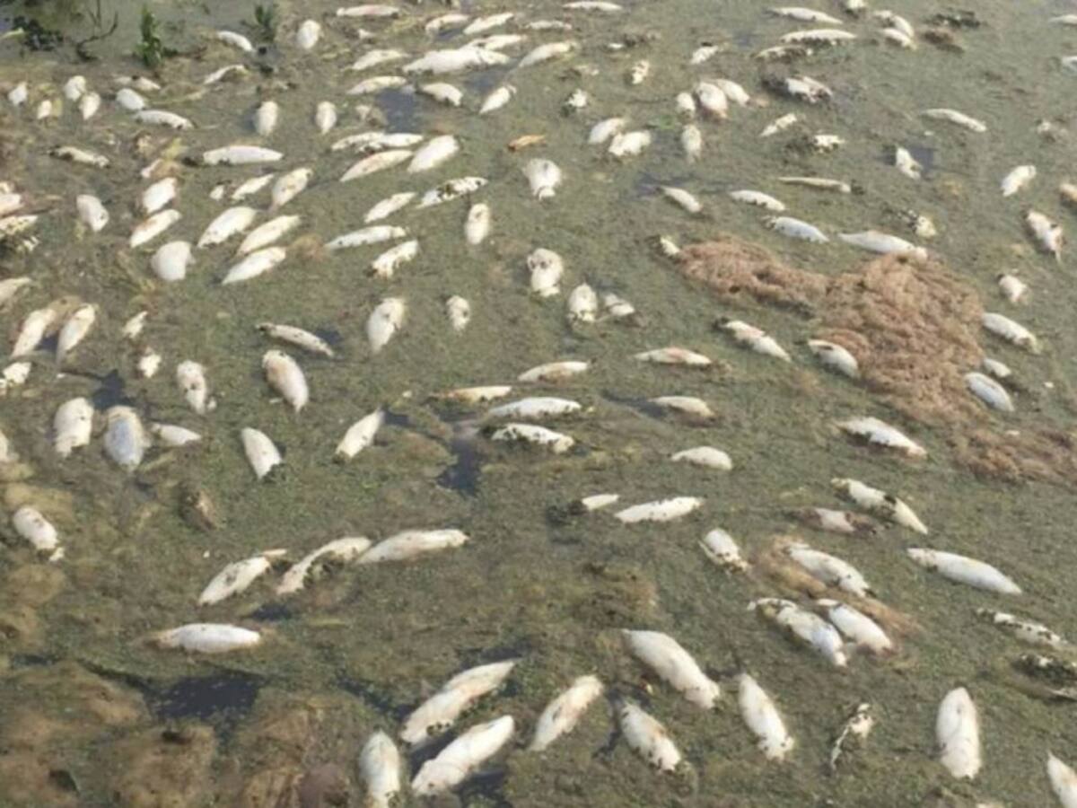 Alerta por mortandad de peces en Luruaco, Atlántico