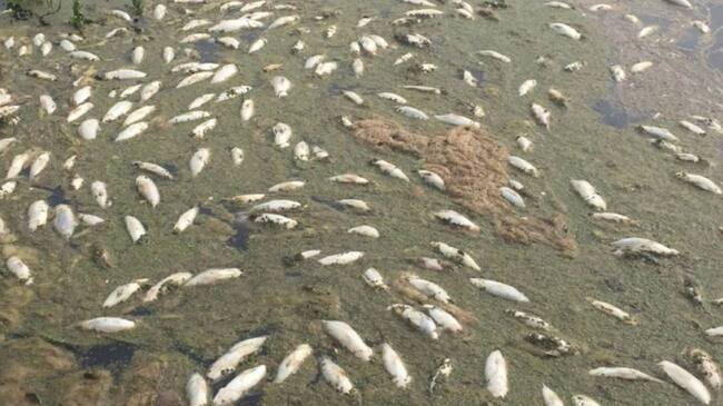 Fotografía de refrencia